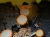 Arachnopeziza aurelia image