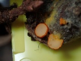 Arachnopeziza aurelia image