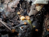 Arachnopeziza aurelia image