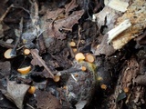 Arachnopeziza aurelia image