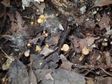 Arachnopeziza aurelia image