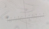 Arachnopeziza aurelia image