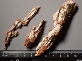 Tubulicrinis subulatus image