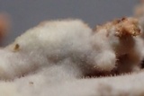 Tubulicrinis subulatus image