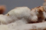 Tubulicrinis subulatus image