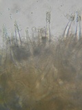 Tubulicrinis subulatus image