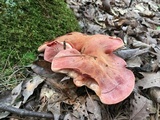 Fistulina hepatica image