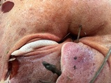 Fistulina hepatica image
