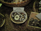Lepiota atrodisca image