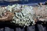 Punctelia caseana image