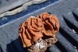 Gyromitra korfii image