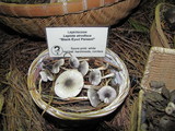Lepiota atrodisca image