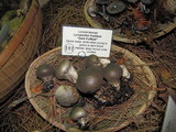 Lycoperdon umbrinum image