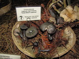 Entoloma nigroviolaceum image