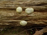 Reticularia lycoperdon image