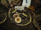 Lepiota spheniscispora image