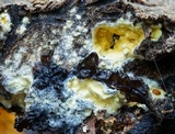 Hypocrea sulphurea image