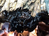 Hypocrea sulphurea image