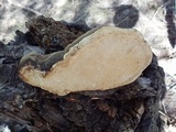 Fomitopsis schrenkii image