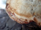 Fomitopsis schrenkii image