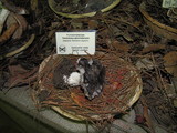 Tricholoma griseoviolaceum image