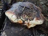 Fomitopsis schrenkii image