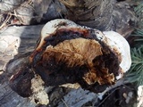 Fomitopsis schrenkii image