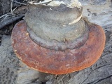 Fomitopsis schrenkii image