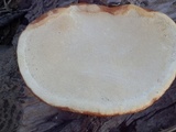 Fomitopsis schrenkii image