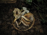 Tricholoma saponaceum image