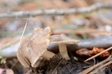 Tricholoma moseri image