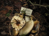 Tricholoma saponaceum image