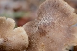 Tricholoma moseri image