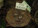 Rhizopogon ellenae image