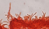 Mycena leptocephala image