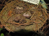 Rhizopogon ellenae image
