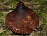 Auricularia delicata image