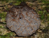 Auricularia delicata image