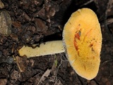 Amanita xanthocephala image