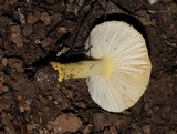 Amanita xanthocephala image