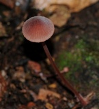 Mycena kurramulla image