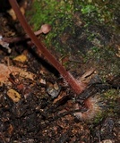 Mycena kurramulla image