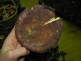 Russula graveolens image