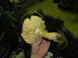 Russula graveolens image