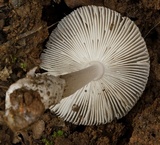 Amanita sect. Vaginatae image