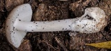 Amanita sect. Vaginatae image