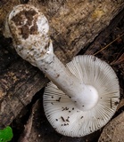 Amanita sect. Vaginatae image