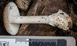 Amanita sect. Vaginatae image