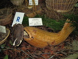 Russula graveolens image