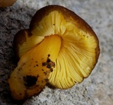 Pluteus romellii image